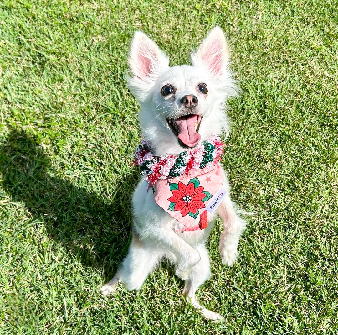 Pawliday Poinsettia Bandana