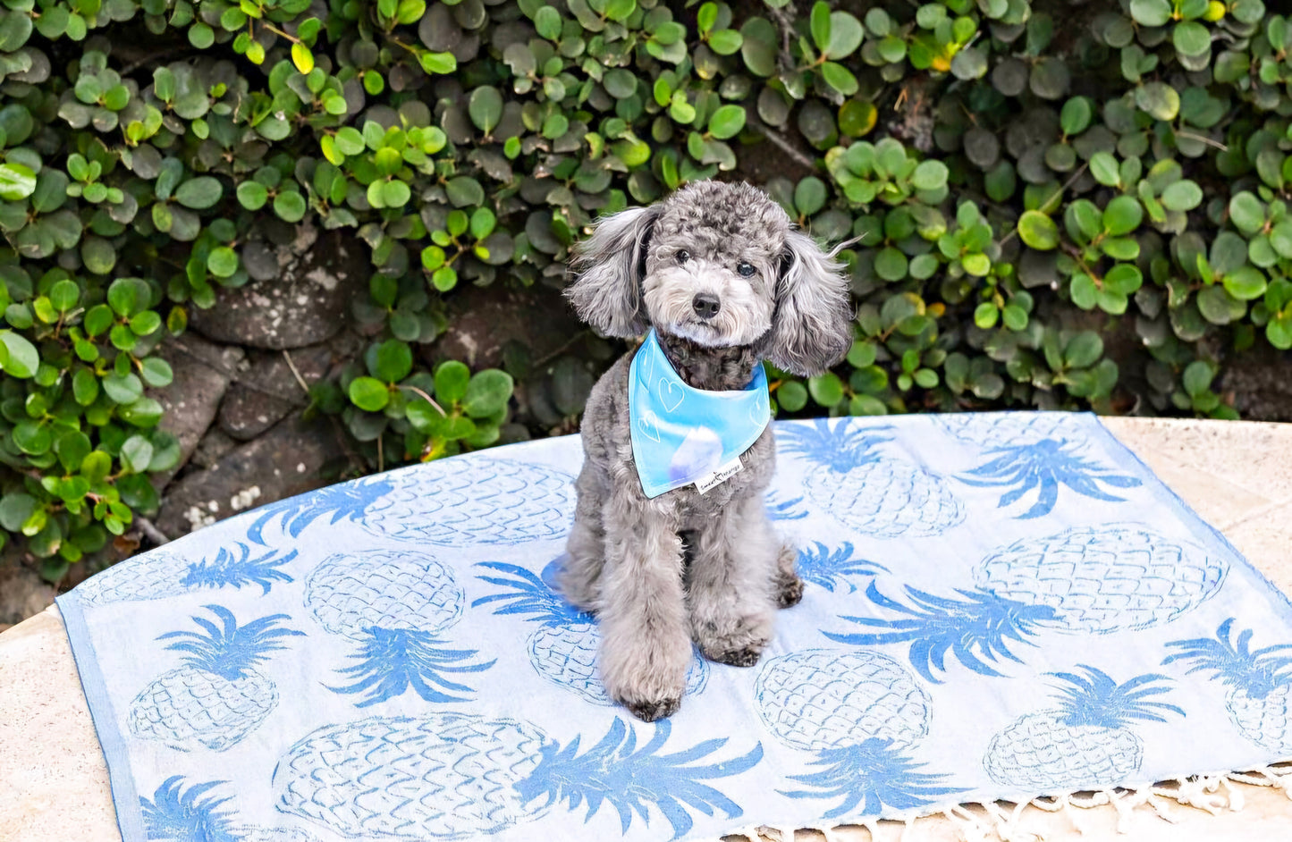 Falling Petals (Blue) Bandana
