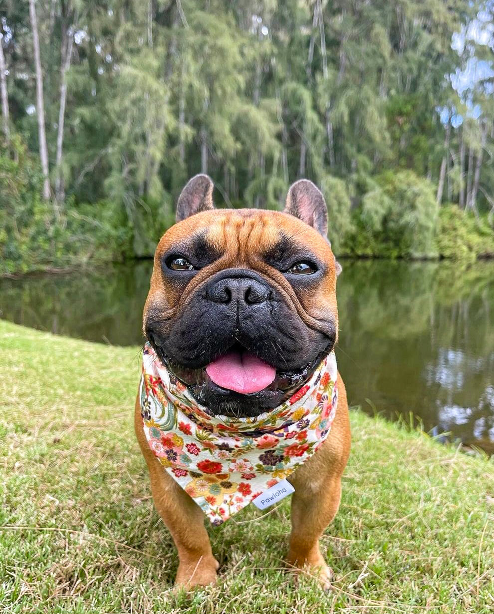 Haru Sakura Bandanas