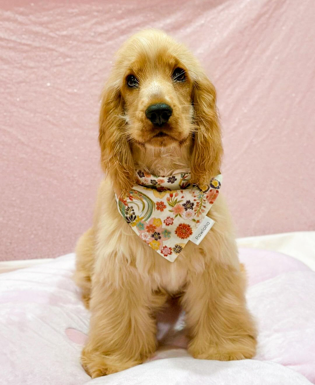 Haru Sakura Bandanas
