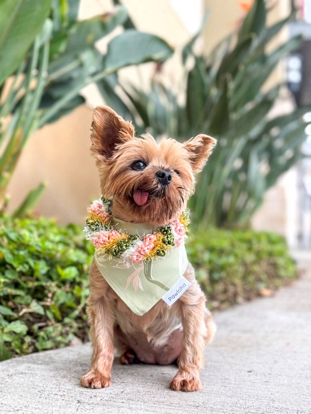 May Day is Lei Day Collection (Pua Manu)