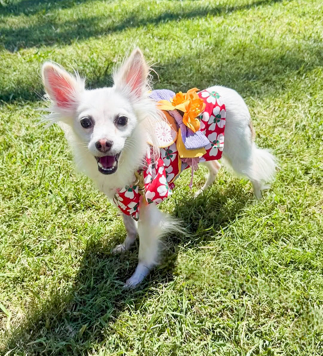 Yukata Collection - Red Sakura